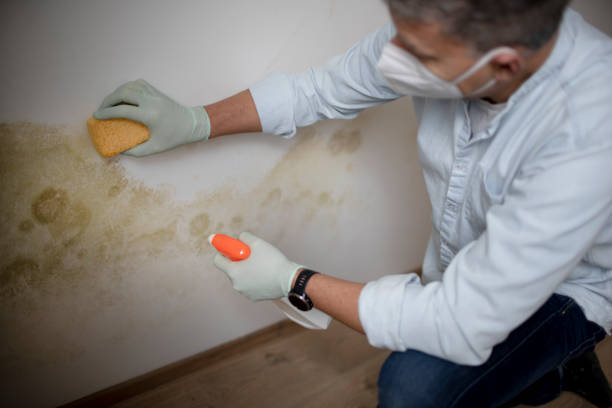 Best Preventive Mold Services in Barrington, NJ