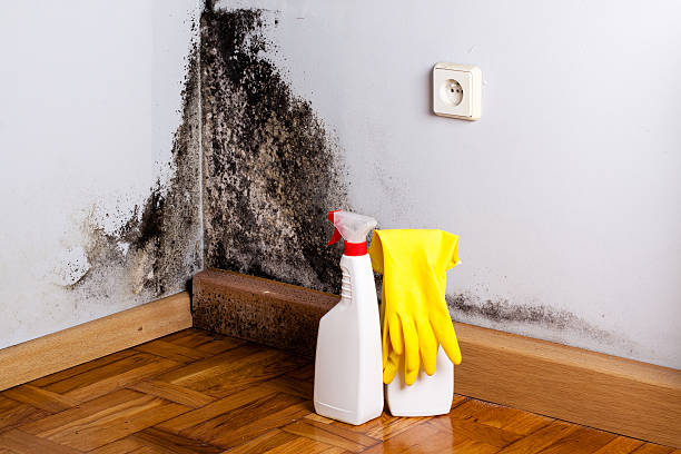 Best DIY Mold Remediation Support Services in Barrington, NJ