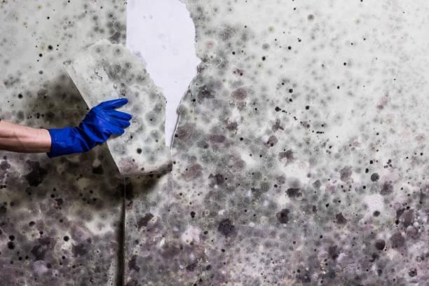 Best Insurance-Related Mold Remediation in Barrington, NJ