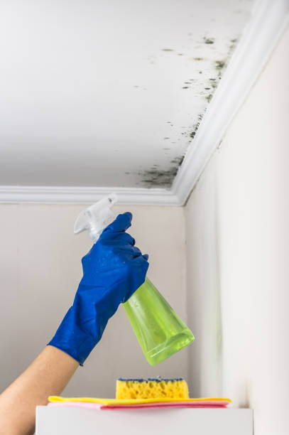 Best Kitchen Mold Remediation in Barrington, NJ